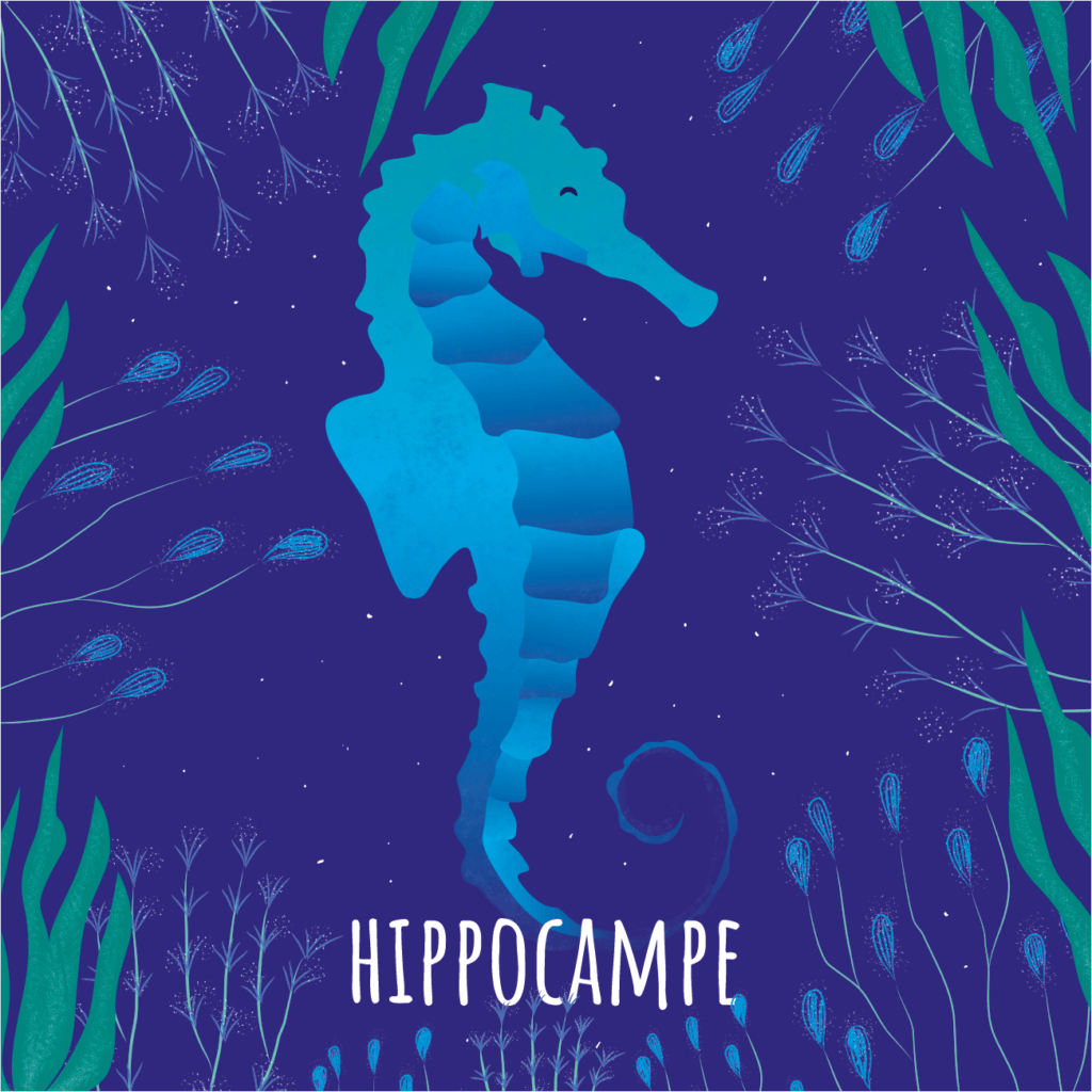 Hippocampe