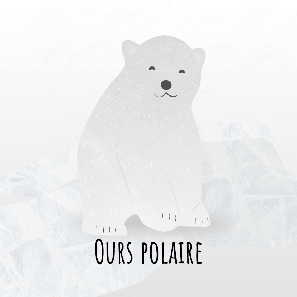 Ours polaire