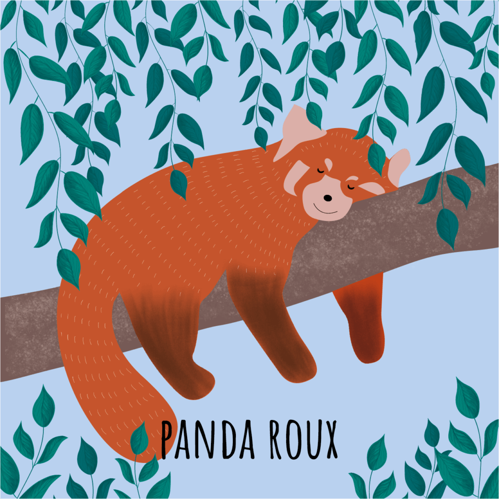 Panda roux