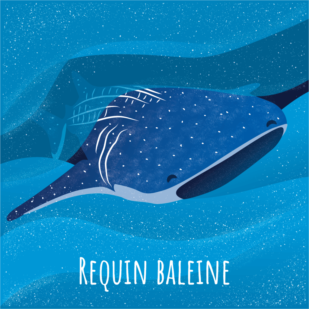 Requin Baleine