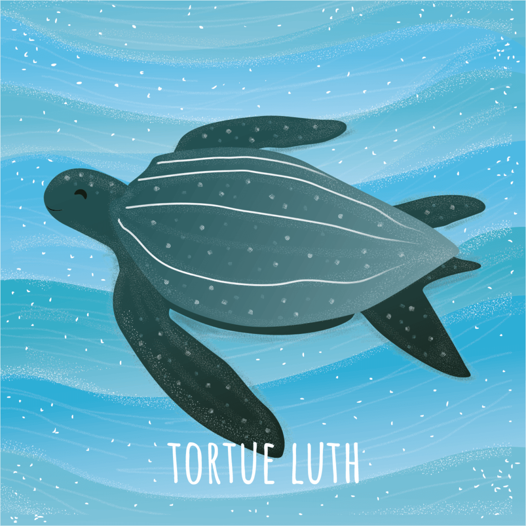 Tortue Luth