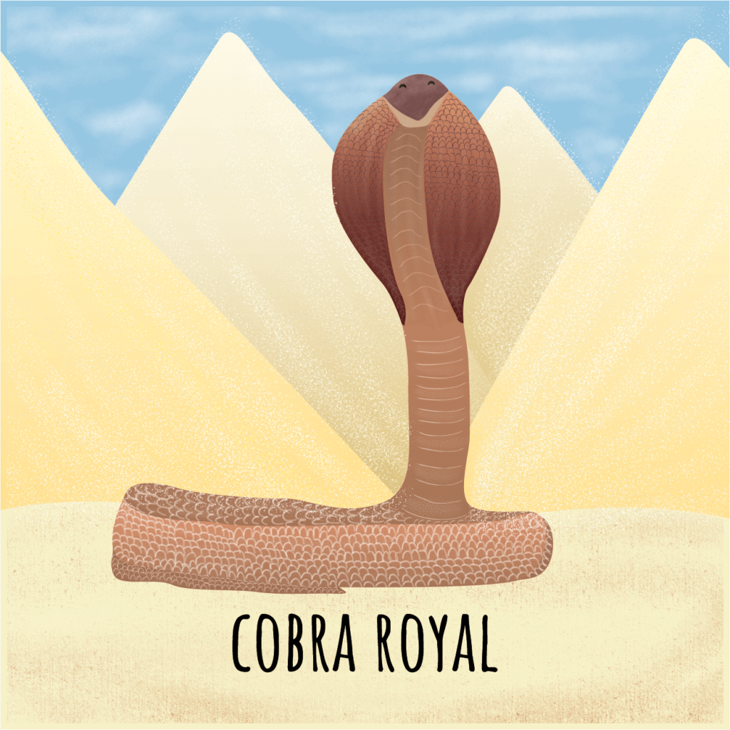 cobra royal